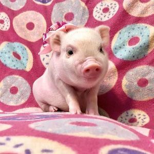 Meet your Posher, Dawn